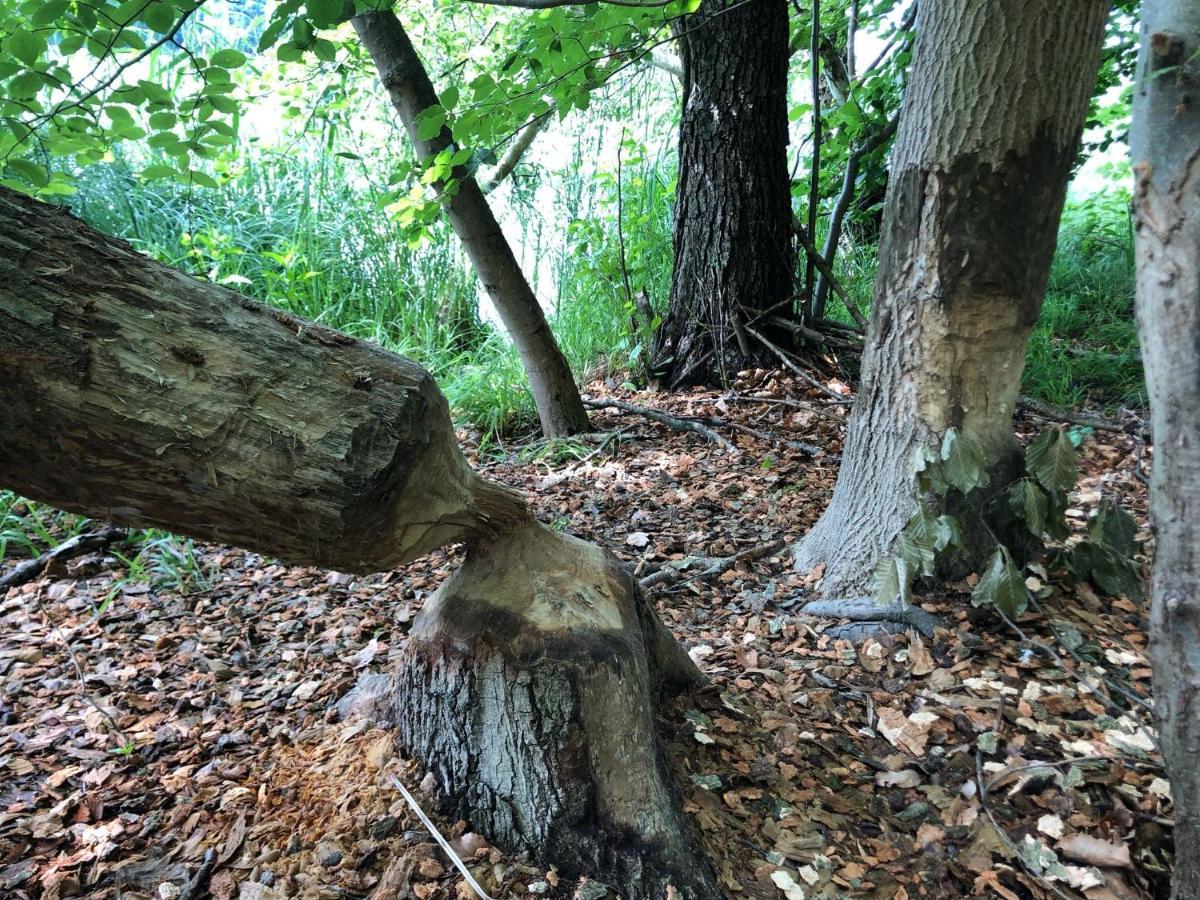 Ferienwohnung Am Rathsburgsee Gramzow المظهر الخارجي الصورة